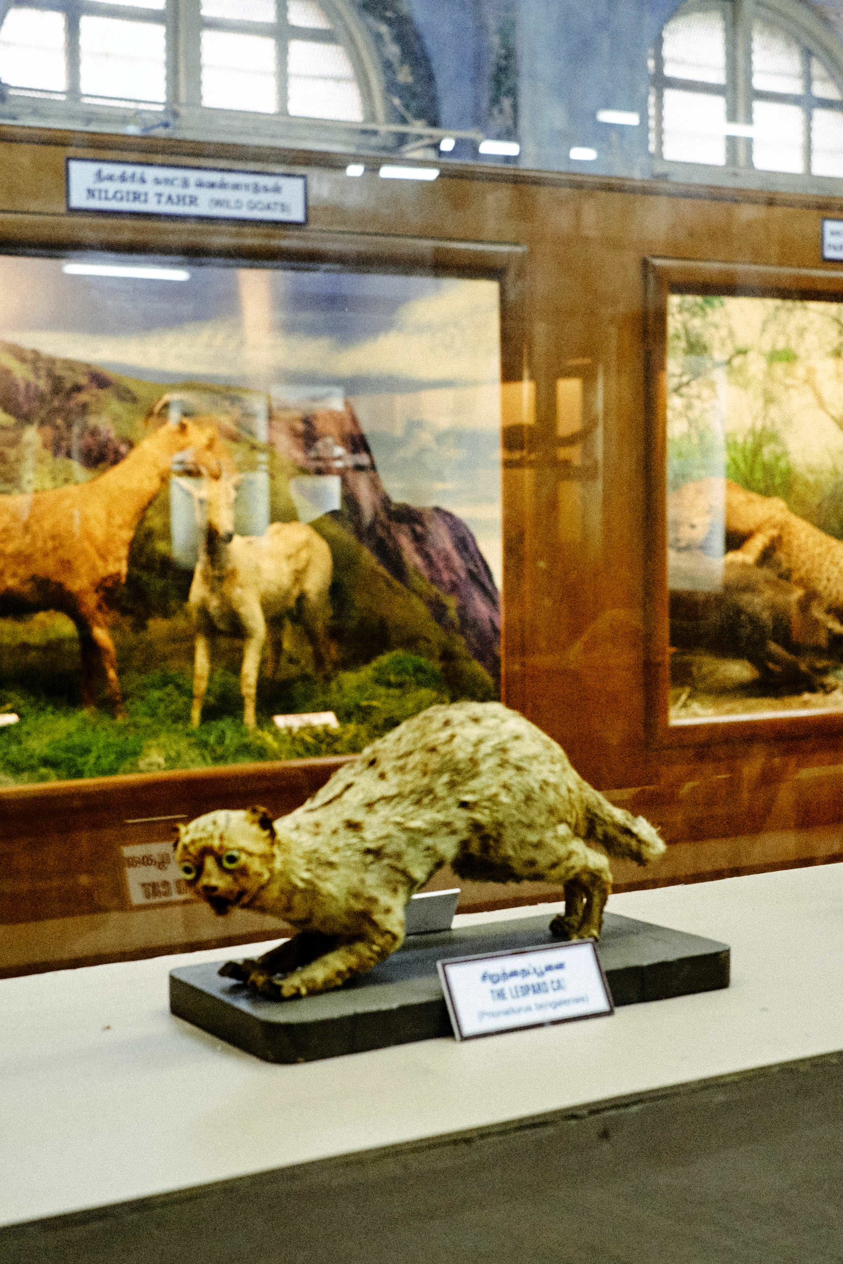 Government Art Museum Chennai